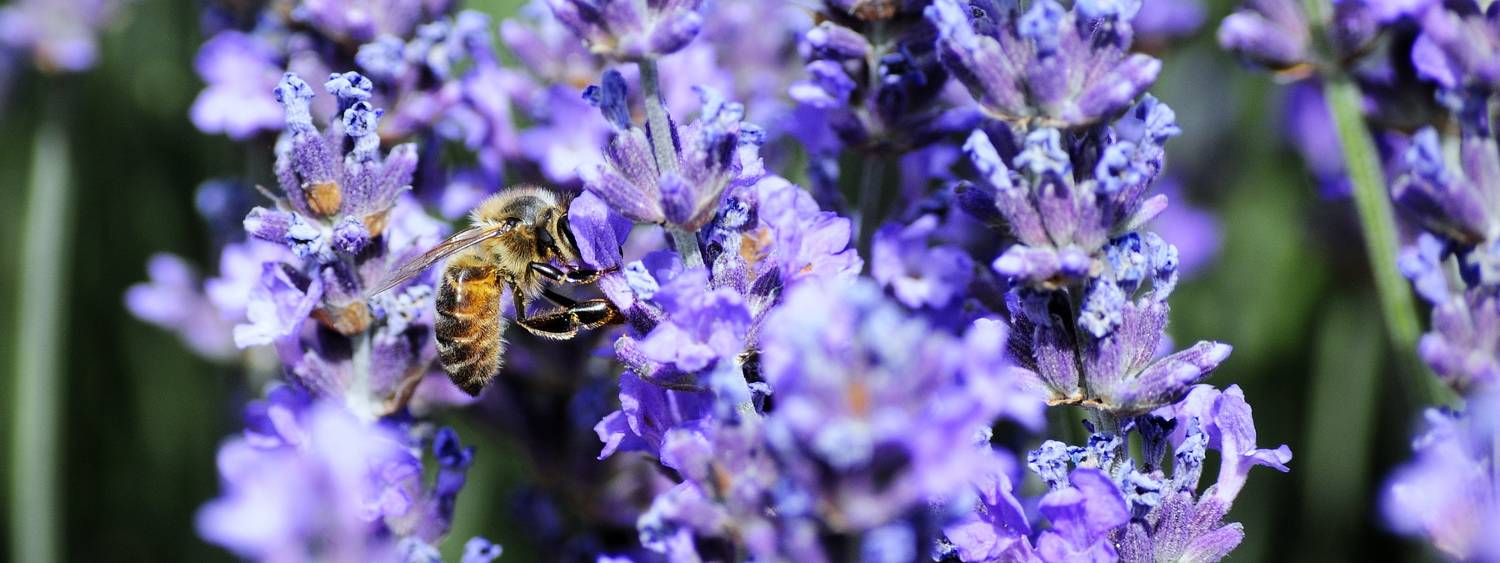 une abeille prise la main dans le pot de lavande